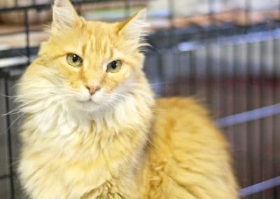 2012 GVAWL Simba Fluffy Orange cat near a cage.