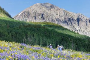 Wildflower Festival photo of mountains, wildflowers, and forest by David Kish.