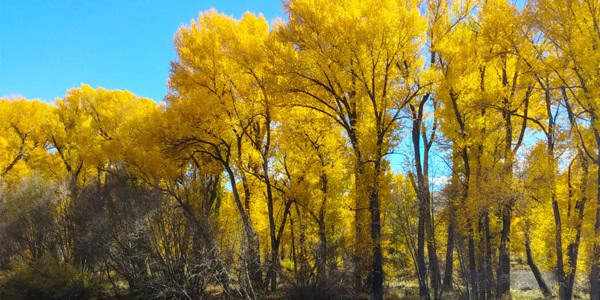 Bright gold autumn cotton trees shine against a bluebird sky.