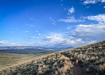 small dog on trail cutting through sage country with big blue sky and clouds in background