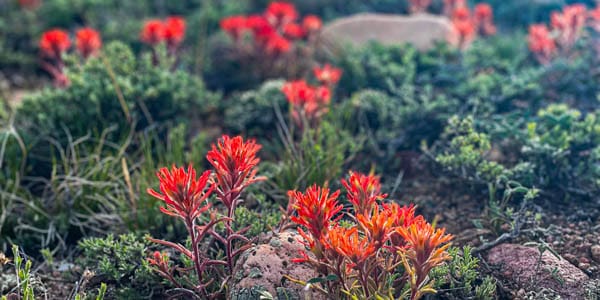 bright red paintbrush in a field of sage